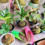 9PCS Plastic Soil Scoops for Bonsai & Succulents