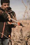 Altuna Semi-Professional Two-Hand Pruner with Aluminium Handles