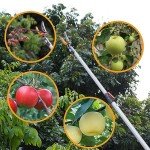 Extendable Long Reach Tree Pruner and Fruit Picker