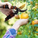 Heavy Duty Bypass Pruning Shears with Foam Grip
