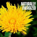 Dandelion Root Tea - Raw Organic Herbal Tea, Caffeine Free, 100 bags