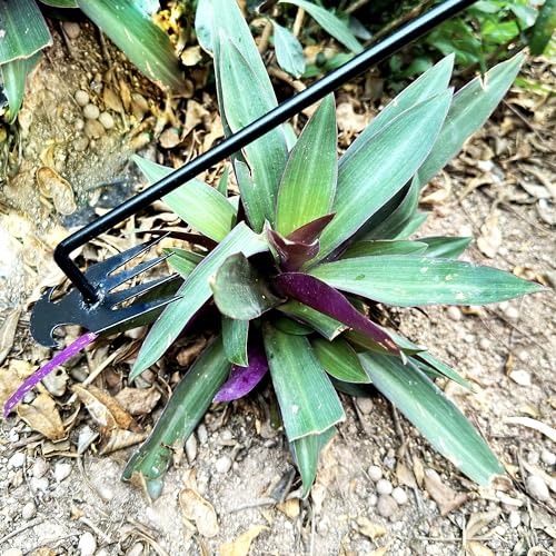 XFJTECH Weed Puller Tool 2024 Upgrade Artifact Uprooting Weeding Tool Length of 19.69in Stainless Steel Multifunctional 4 Teeths Manual Weeders for Garden, Yard, and Farm (1Pc)