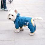 Mabawa Waterproof Dog Raincoat with Hood