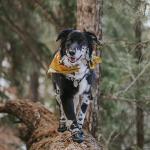 QUMY Outdoor Dog Boots for All Seasons