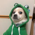 Frog-Shaped Dog Hoodie for Cold Weather