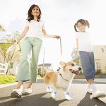 Disposable Dog Boots for Paw Protection – 20 Pack