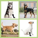 Dog Paw Recovery Boot - Lick-Proof, Non-Slip, 2PCS