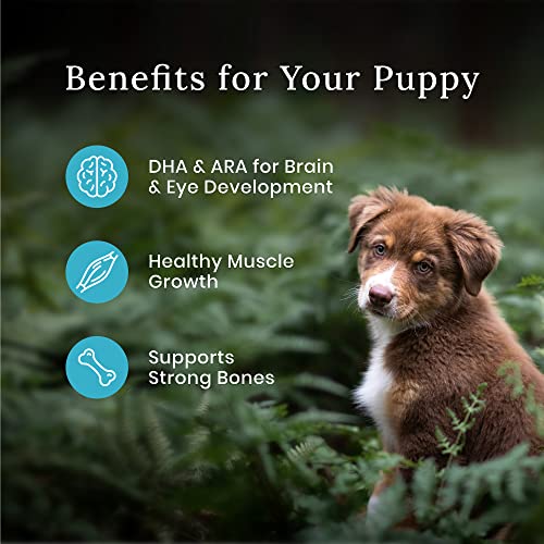 Blue Buffalo Puppy Food with Chicken & Grains