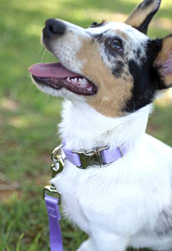 Premium Nylon Dog Collar - 25+ Colors