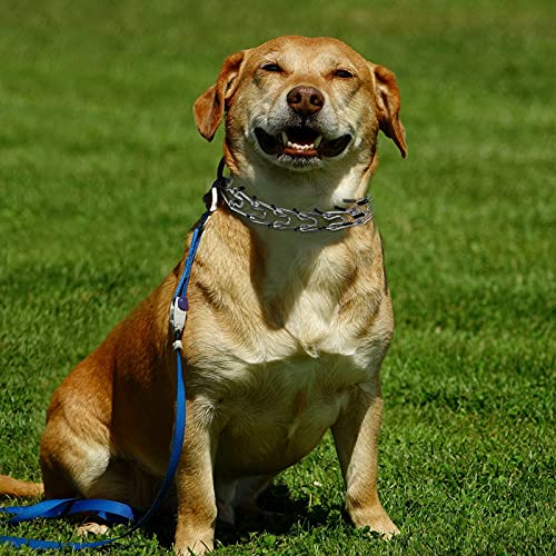 Adjustable Comfort Dog Prong Training Collar