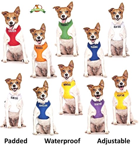 Yellow Coded Padded Dog Leash for Adoption