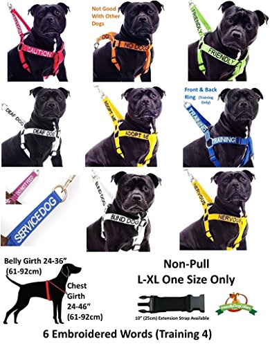 Yellow Coded Padded Dog Leash for Adoption