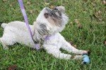 Premium Nylon Dog Collar - 25+ Colors