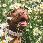 Designer Dog Collars for Female Dogs