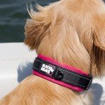 Ultra Soft Padded Dog Collar