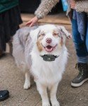 Waterproof Dog Training Collar with Remote - Upgraded