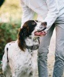 Waterproof Dog Training Collar with Remote - Upgraded