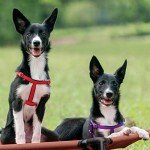 Veehoo Portable Elevated Cooling Dog Bed, X-Large