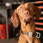Carhartt Tradesman Medium Dog Collar - Brown