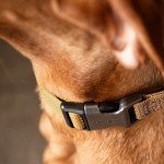 Carhartt Tradesman Medium Dog Collar - Brown