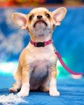 Adjustable Pink Reflective Dog Collar for All Sizes