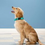 Reflective Teal Dog Collar with Adjustable Neoprene Padding