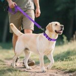 Joytale Adjustable Reflective Dog Collar for Large Dogs