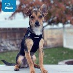 Voyager Step-In Air Dog Harness - No Pull & Reflective