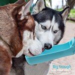 Portable Dog Water Bottle for Walking - 19 oz