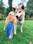 PupFlask Portable Stainless Steel Dog Water Bottle