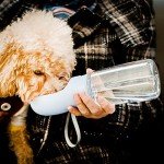 Portable 19oz Dog Water Bottle - Blue