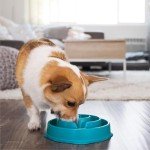 Outward Hound Slow Feeder Dog Bowl - Turquoise