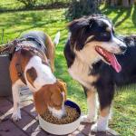 Heavy Duty Non-Slip Ceramic Dog Bowl - 9.5 in