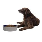 Heavy Duty Non-Slip Ceramic Dog Bowl - 9.5 in