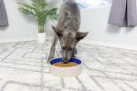 Heavy Duty Non-Slip Ceramic Dog Bowl - 9.5 in