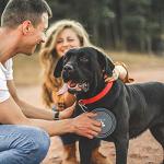 Collapsible Travel Dog Bowls - 2-Pack Set