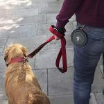 Collapsible Travel Dog Bowls - 2-Pack Set