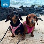Voyager Step-in Air Harness for Dogs & Cats