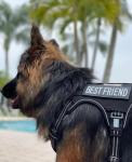 Auroth Adjustable Tactical Dog Harness for Large Dogs