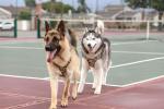 Auroth Adjustable Tactical Dog Harness for Large Dogs