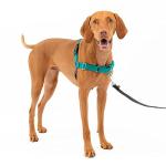 PetSafe No-Pull Dog Harness - Medium, Teal/Gray