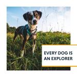 Ruffwear Hi & Light Lightweight Dog Harness, Small