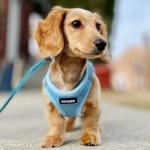 Voyager Step-in Air Dog Harness - Baby Blue