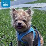 Voyager Step-in Air Dog Harness - Baby Blue