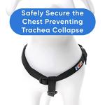 Pawtitas Step-in Dog Harness for Small Dogs