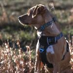Reflective No Pull Dog Harness for Large Dogs