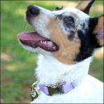 Premium Nylon Dog Collar - 25+ Colors