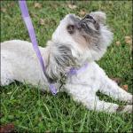 Premium Nylon Dog Collar - 25+ Colors