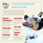 Premium Nylon Dog Collar - 25+ Colors