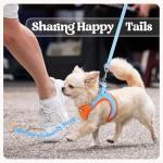 Rabbitgoo Small Dog Harness and Leash Set, Blue & Orange